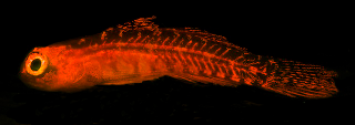 Illustration for article titled These new species of biofluorescent fish are beautifully strange